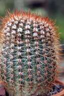 Image of Cactus