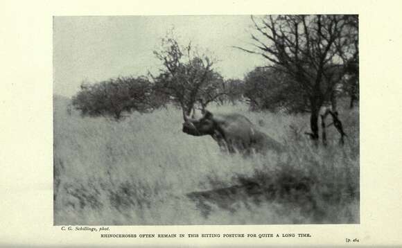 Image of Black Rhinoceros