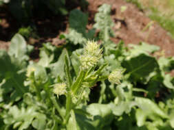 Imagem de Limonium sinuatum (L.) Miller