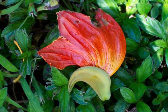 Image of African tulip tree