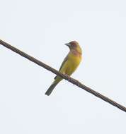 Image of Brown-headed Bunting