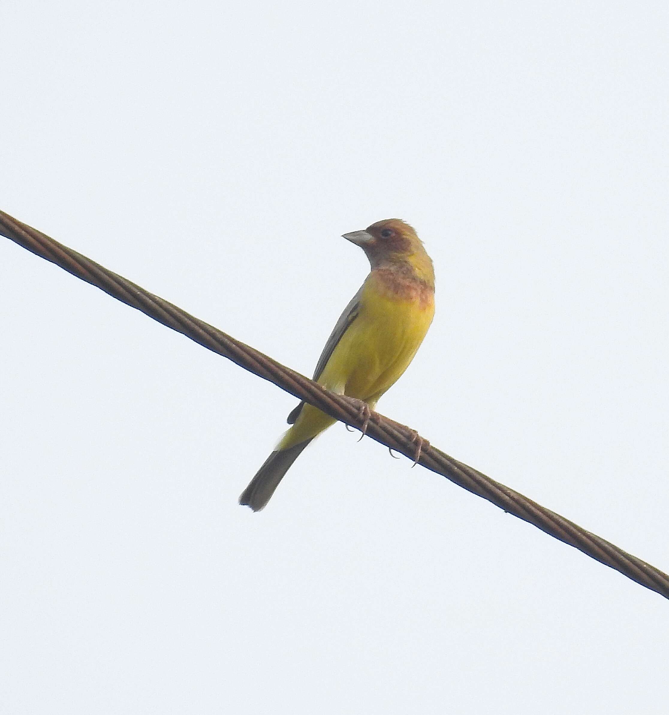 Image of Brown-headed Bunting