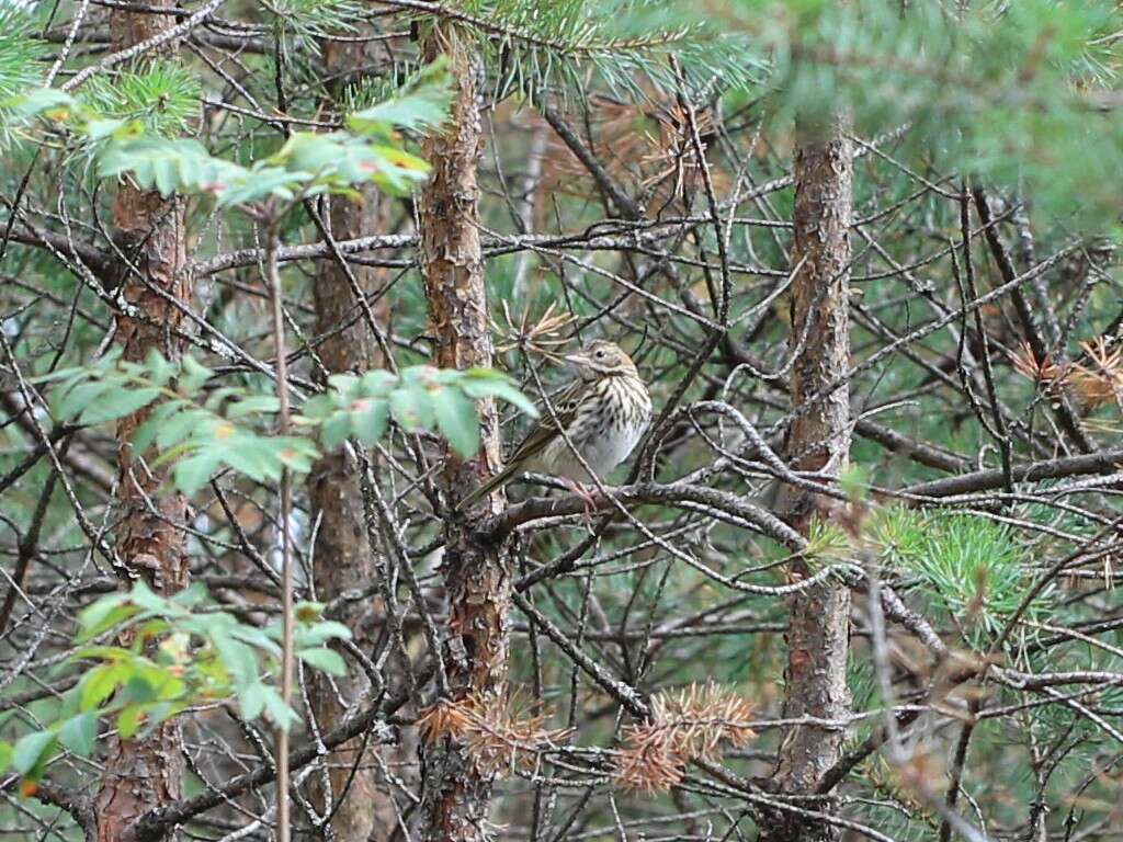 Image of Tree Pipit