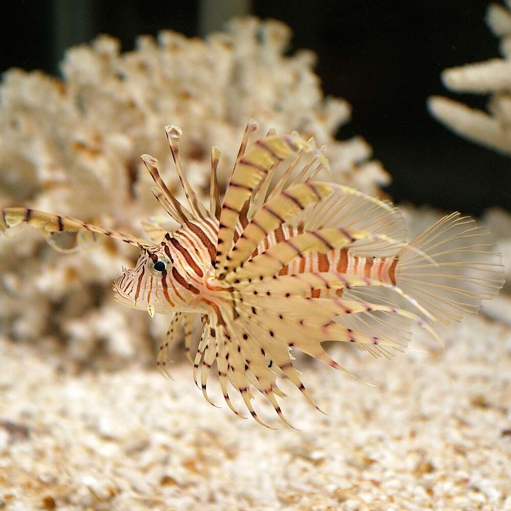 Image of Dragon's Beard Fish