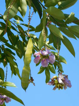 Image of Philippine pigeonwings