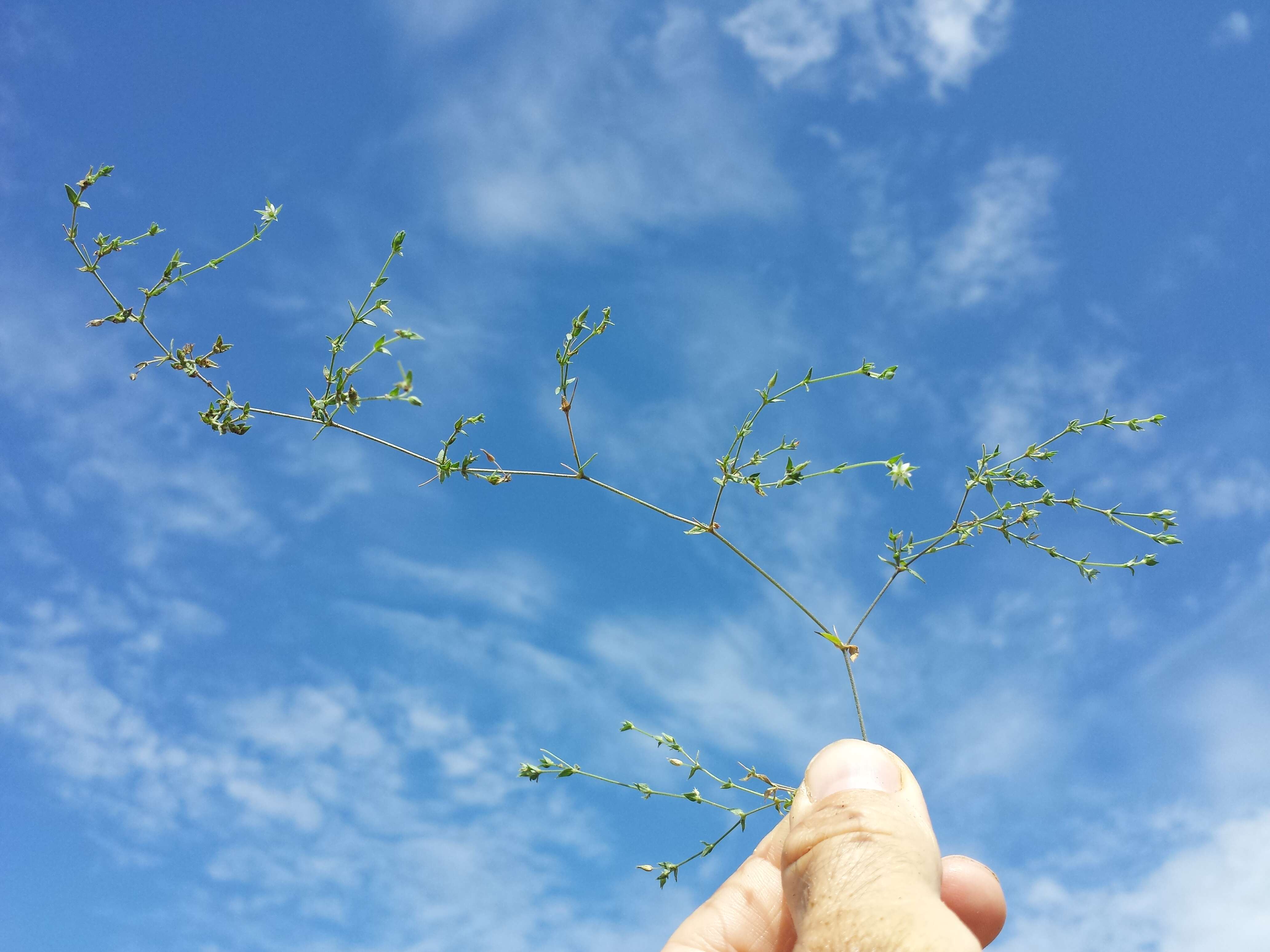 Image de sabline à feuilles de serpolet