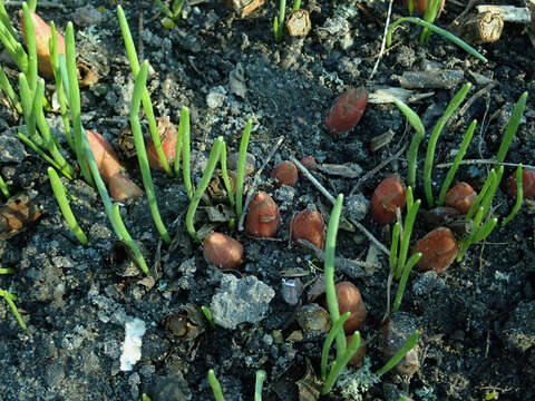 Image of Paeonia emodi Wall.