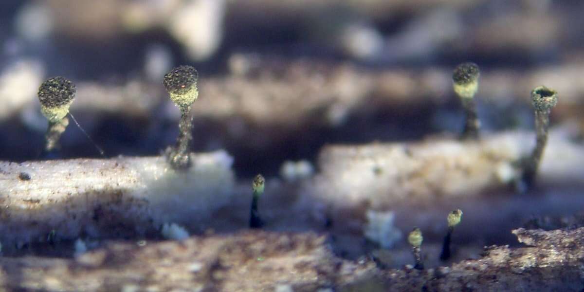 Image of Yellow-collar stubble lichen;   Spike lichen