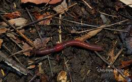 Image of red earthworm