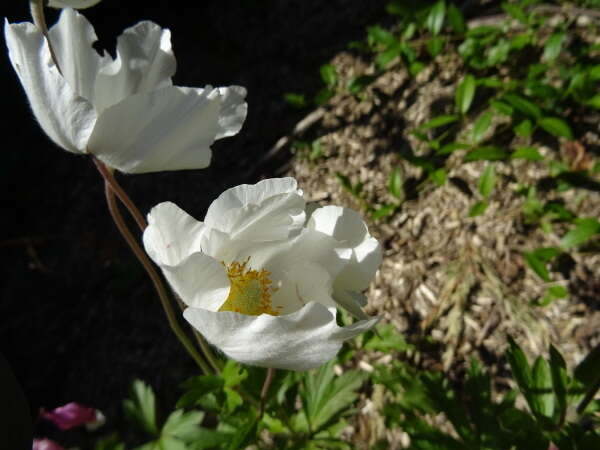 Image of Snowdrop Anemone