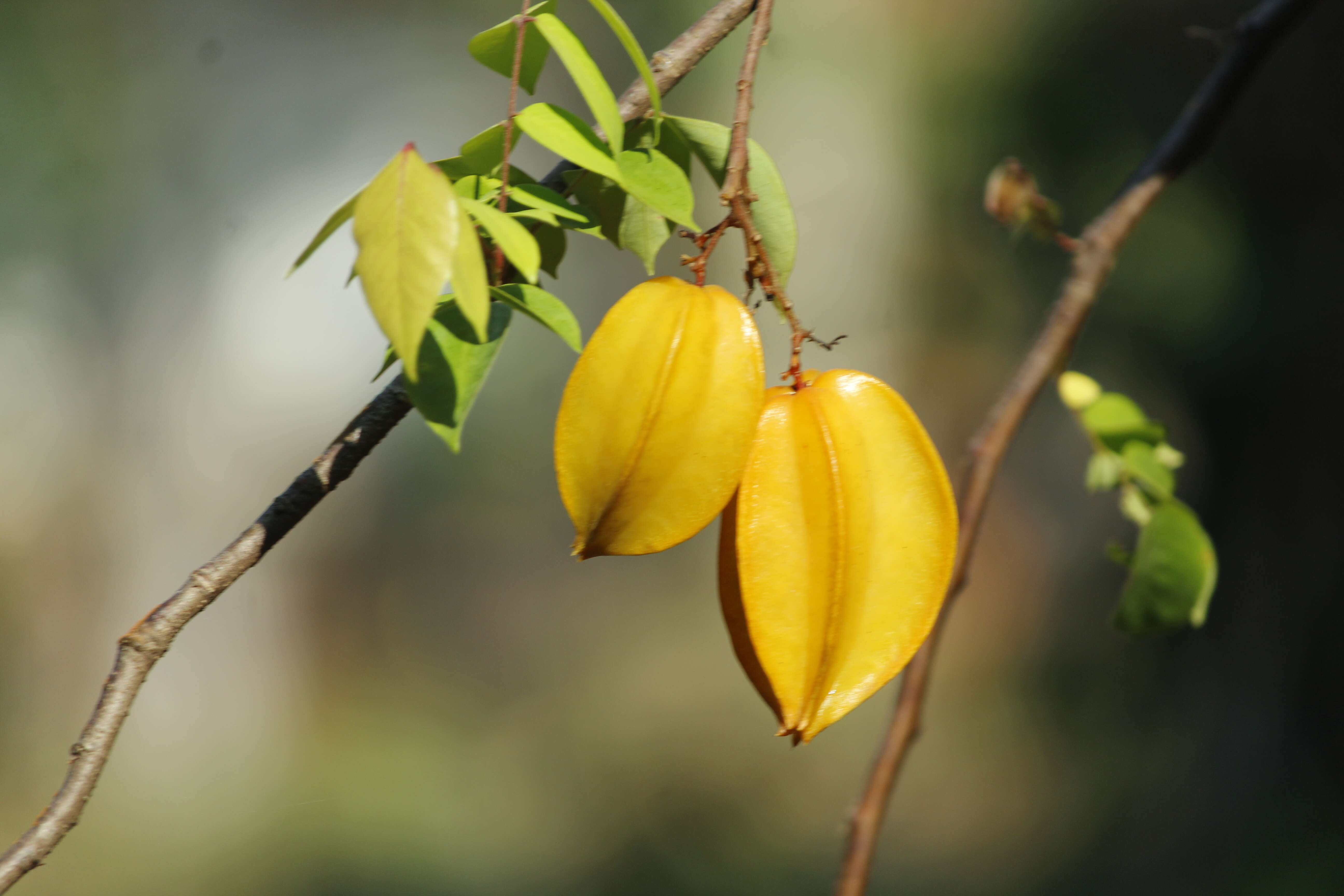 Image of carambola