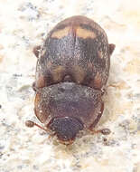 Image of Sap-feeding beetle