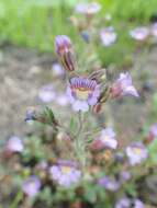 Image of Chaenorhinum origanifolium (L.) Fourr.