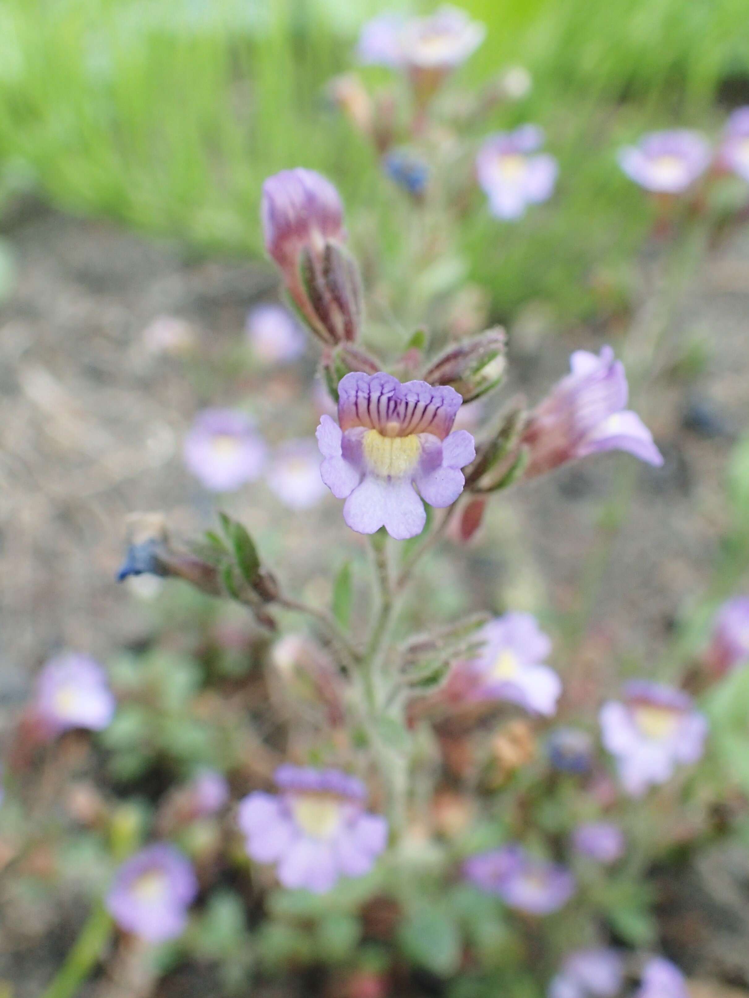 Слика од Chaenorhinum origanifolium (L.) Fourr.