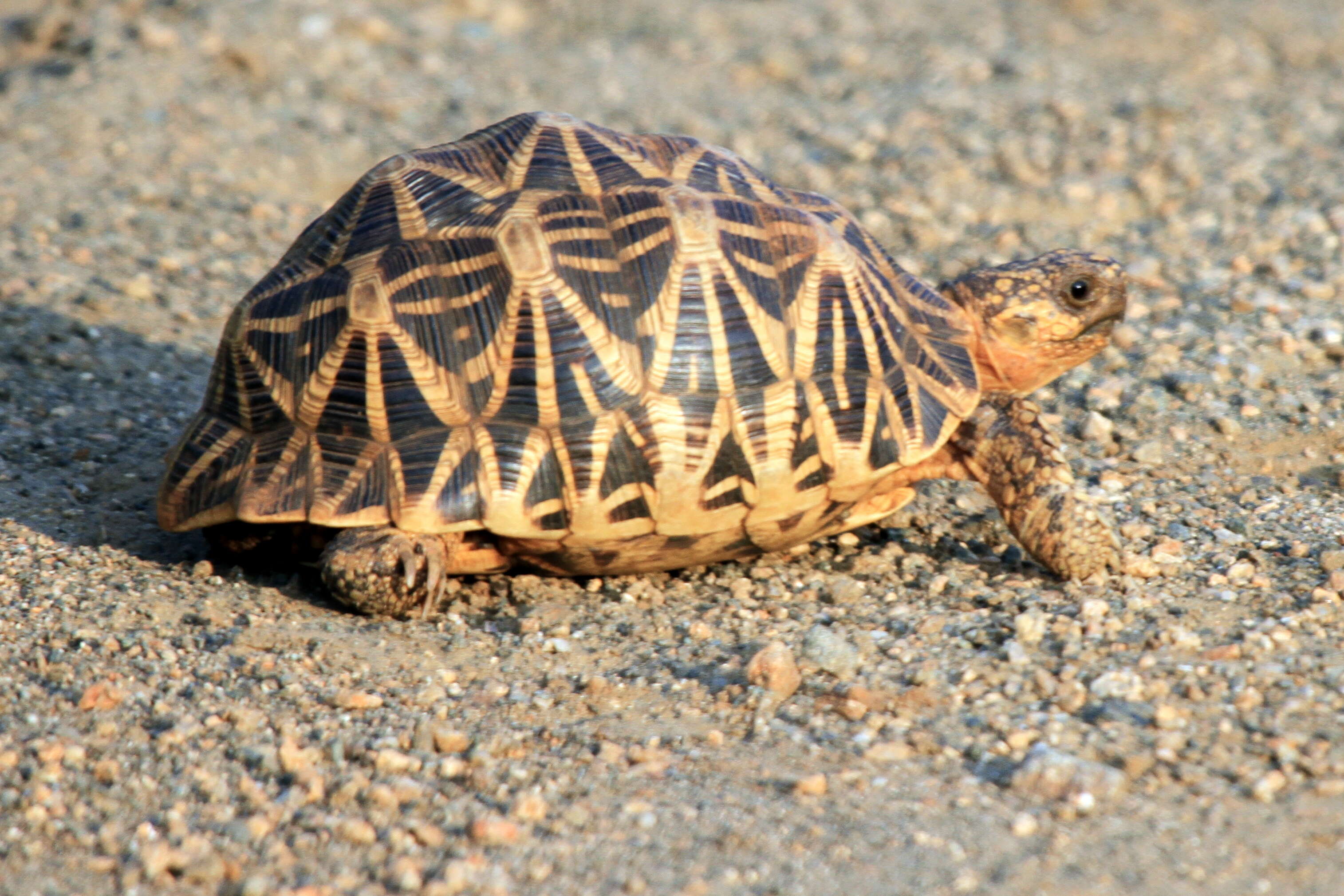 Image of Typical Tortoises