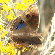 Image of Junonia nigrosuffusa Barnes & McDunnough 1916