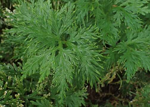 Image of Selaginella elmeri Hieron.