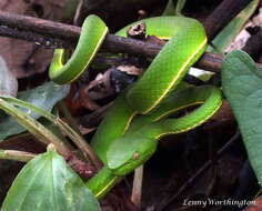 Слика од Trimeresurus albolabris Gray 1842