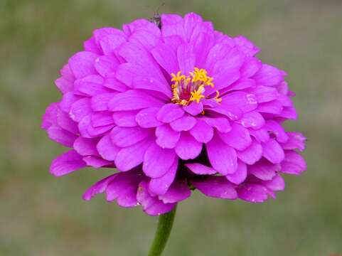 Image of ELEGANT ZINNIA