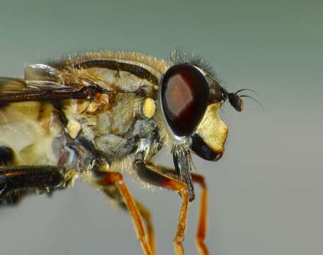 Image of three-lined hoverfly