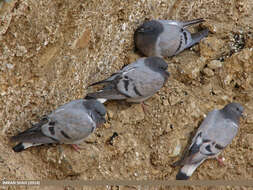 Image of Hill Pigeon