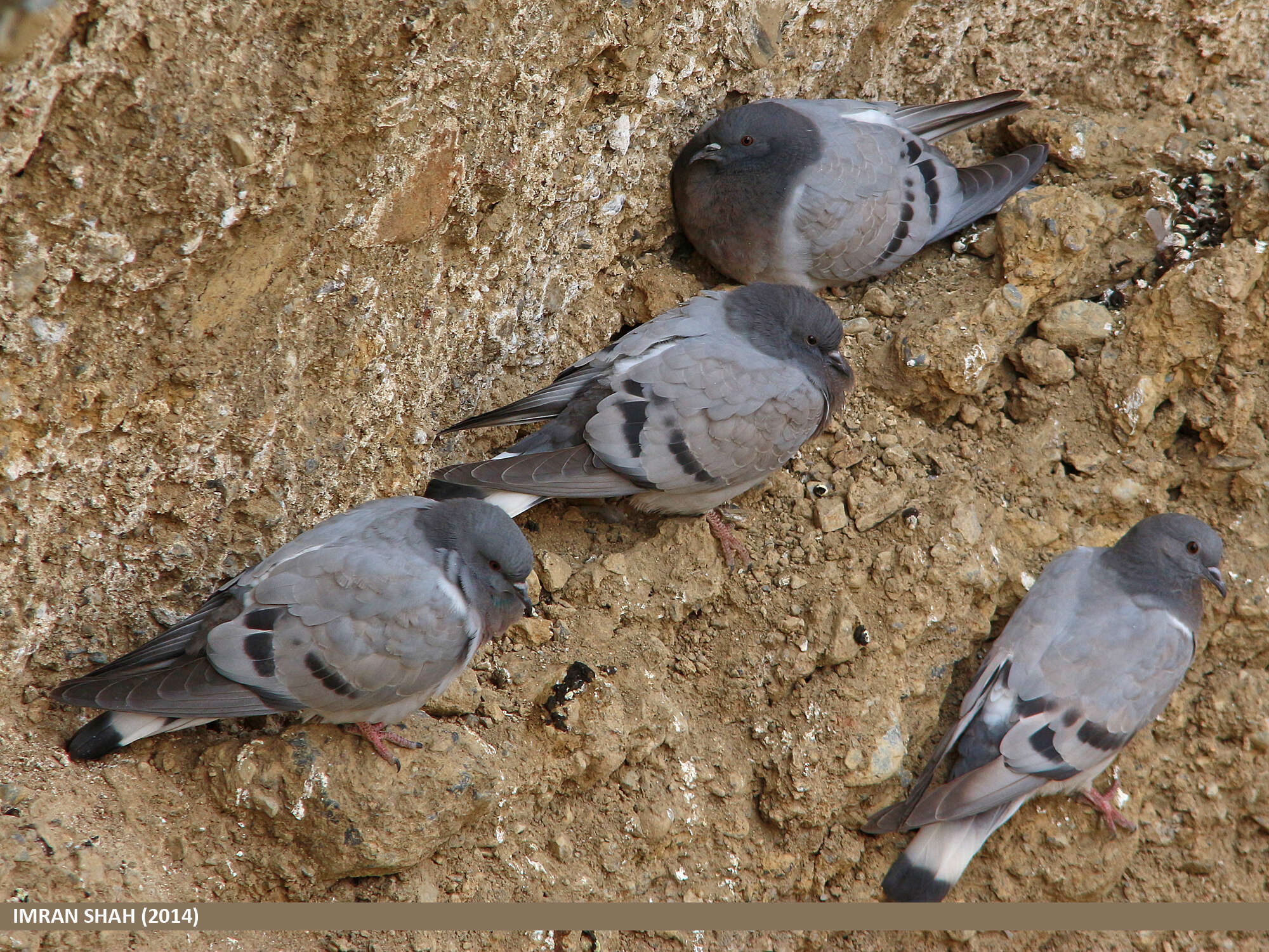 Image of Hill Pigeon