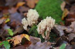 Слика од Ramaria stricta (Pers.) Quél. 1888