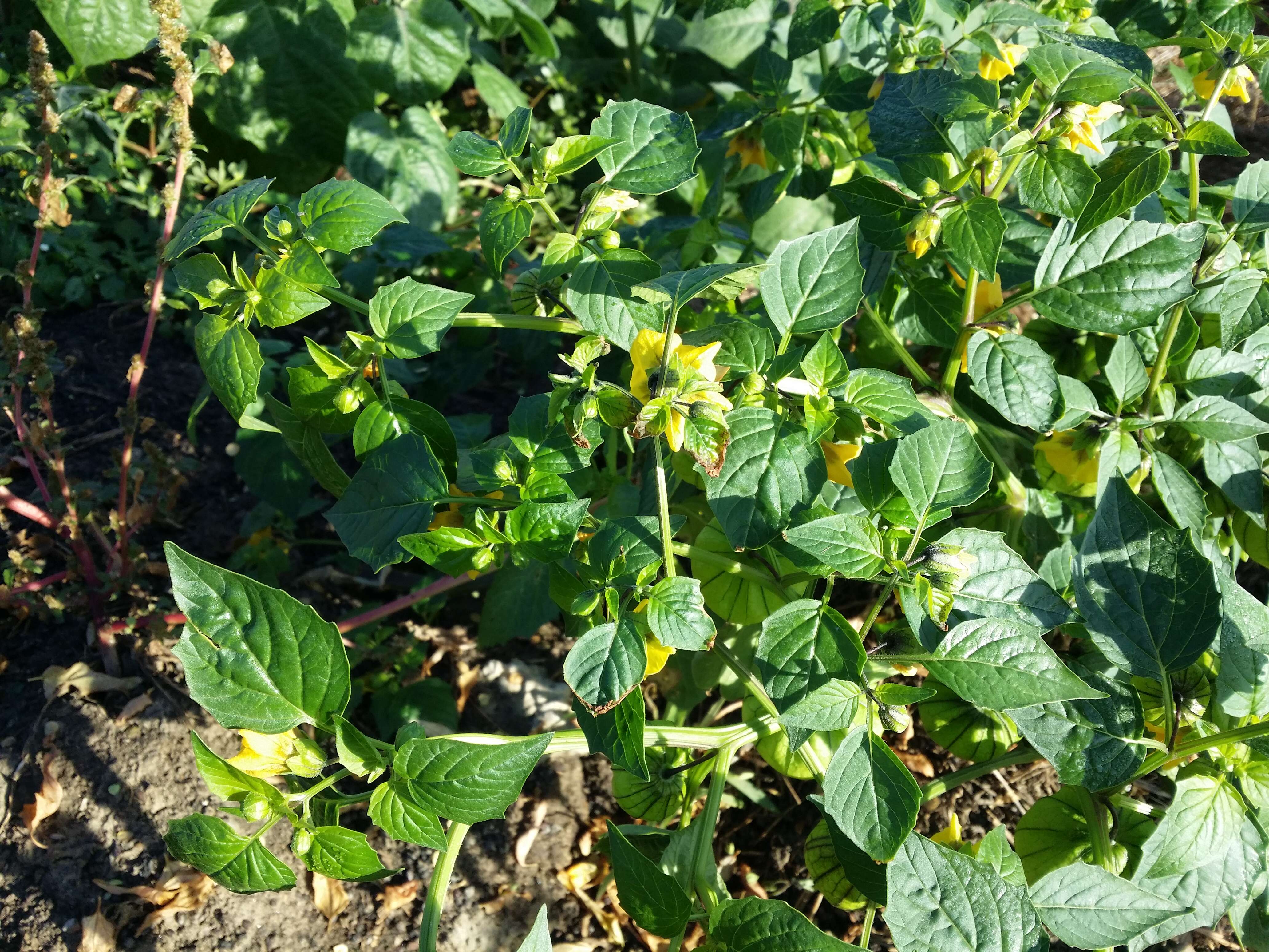 Image of Mexican groundcherry