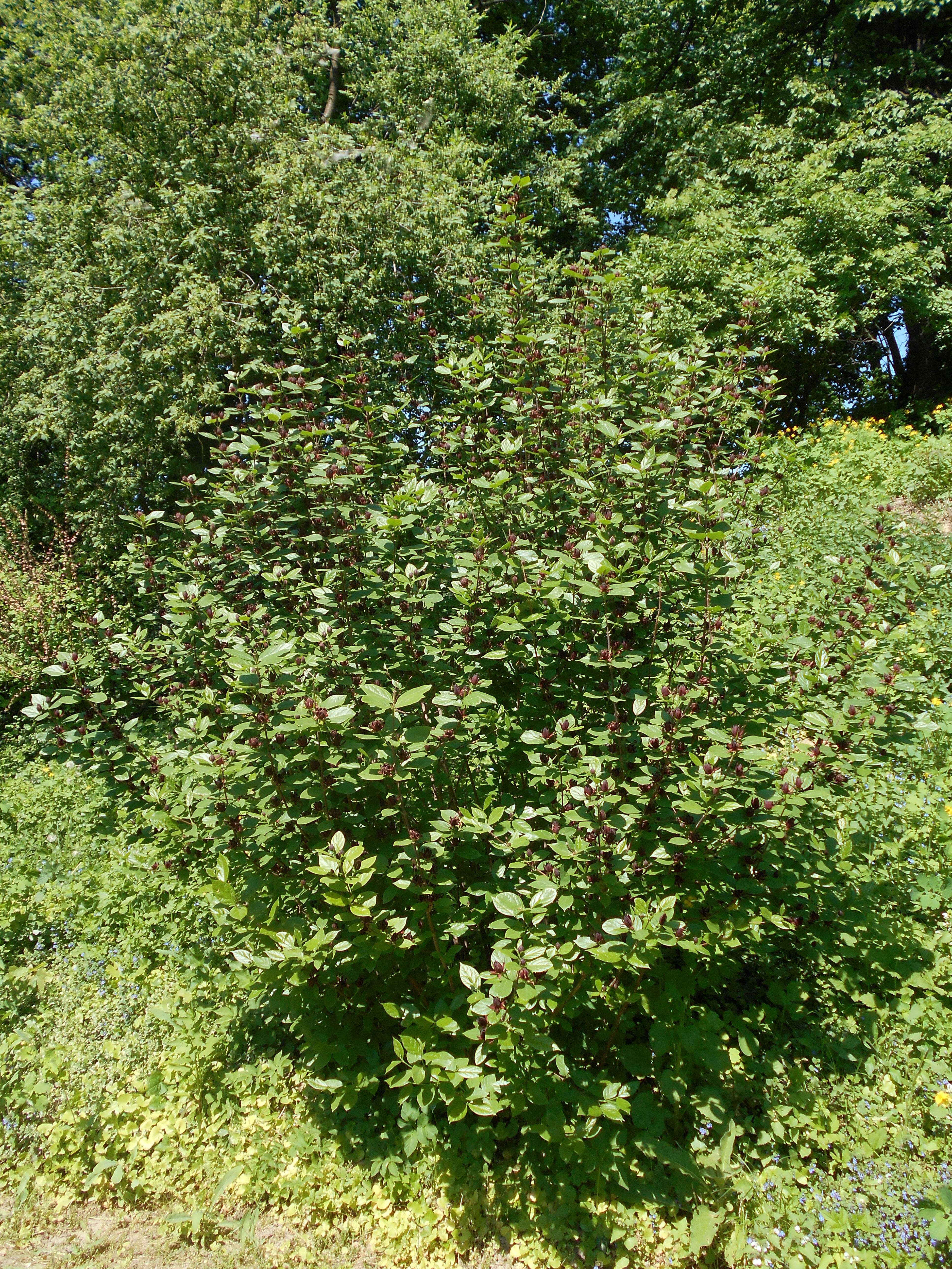 Image de Calycanthus floridus L.