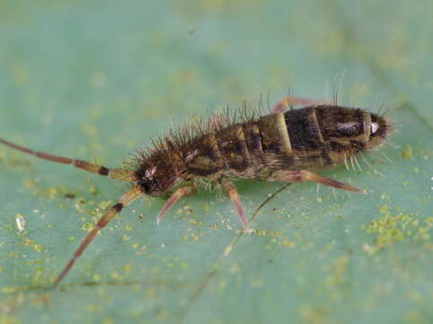 Image of hairy-back girdled springtail