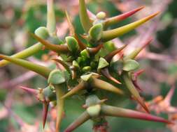 Euphorbia grandialata R. A. Dyer resmi