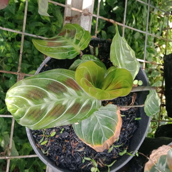 Image of calathea