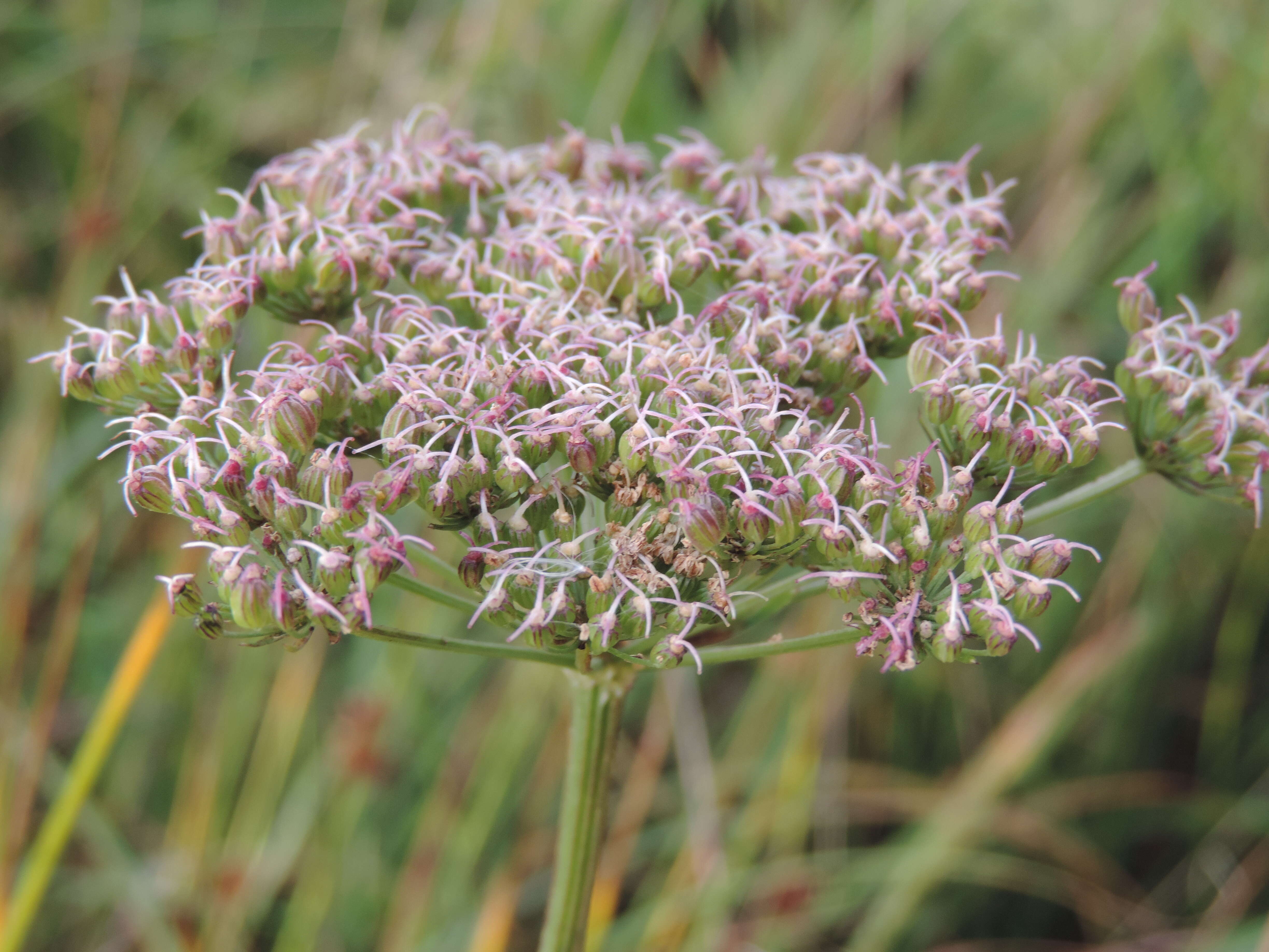 Image of little-leaf angelica