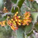 Image of Grevillea drummondii Meissn.