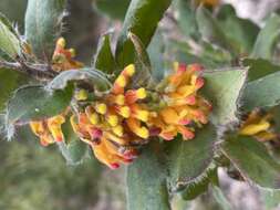 Imagem de Grevillea drummondii Meissn.