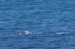 Image of Long-beaked Dolphin