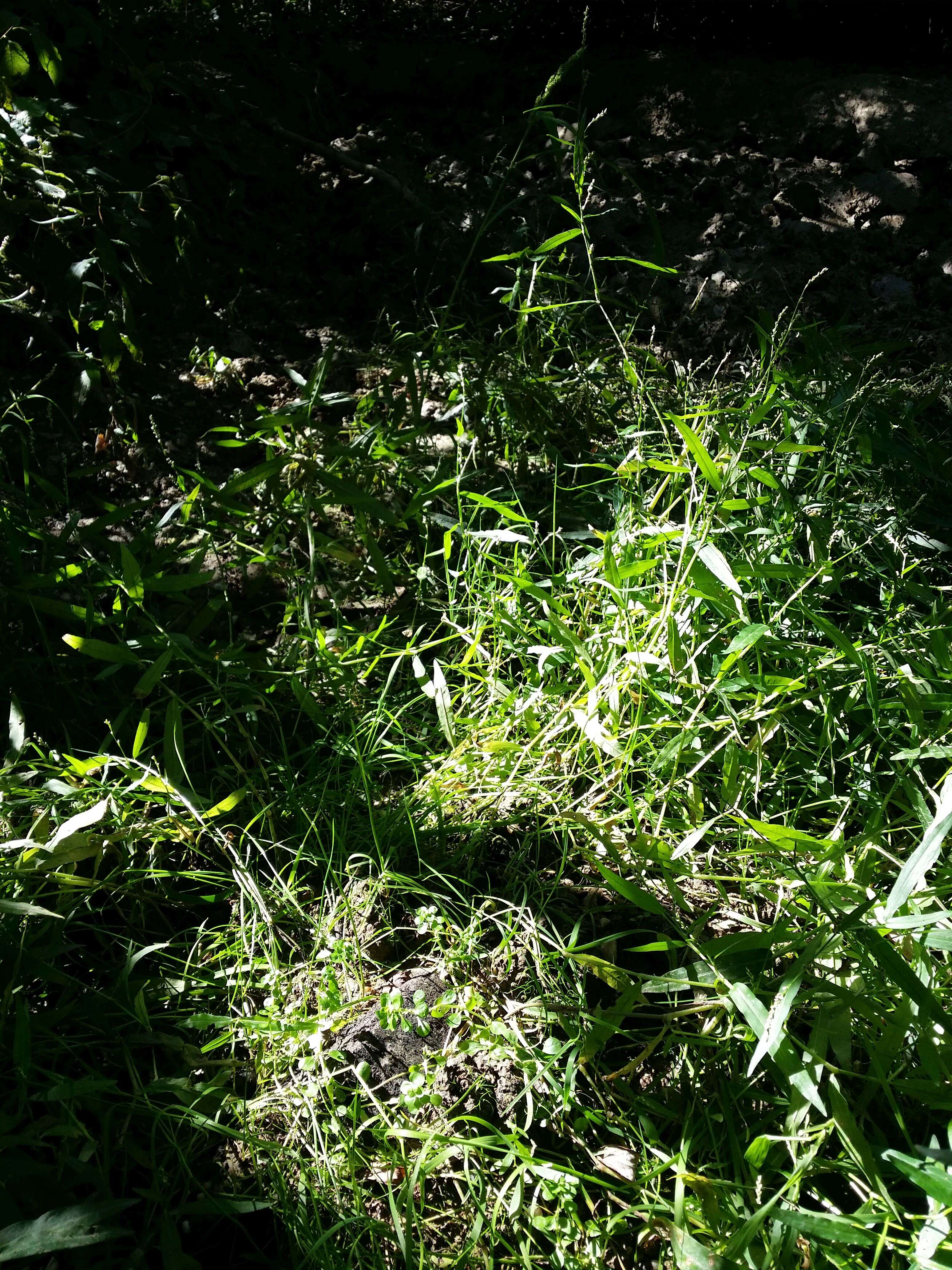 Image of Spatulaleaf Loosestrife