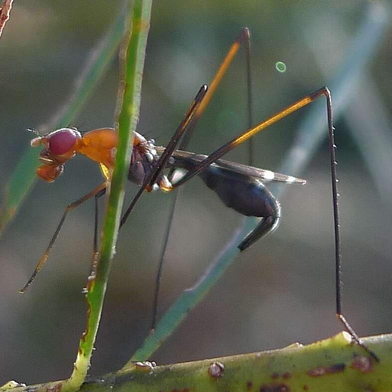 Image of stilt-legged flies