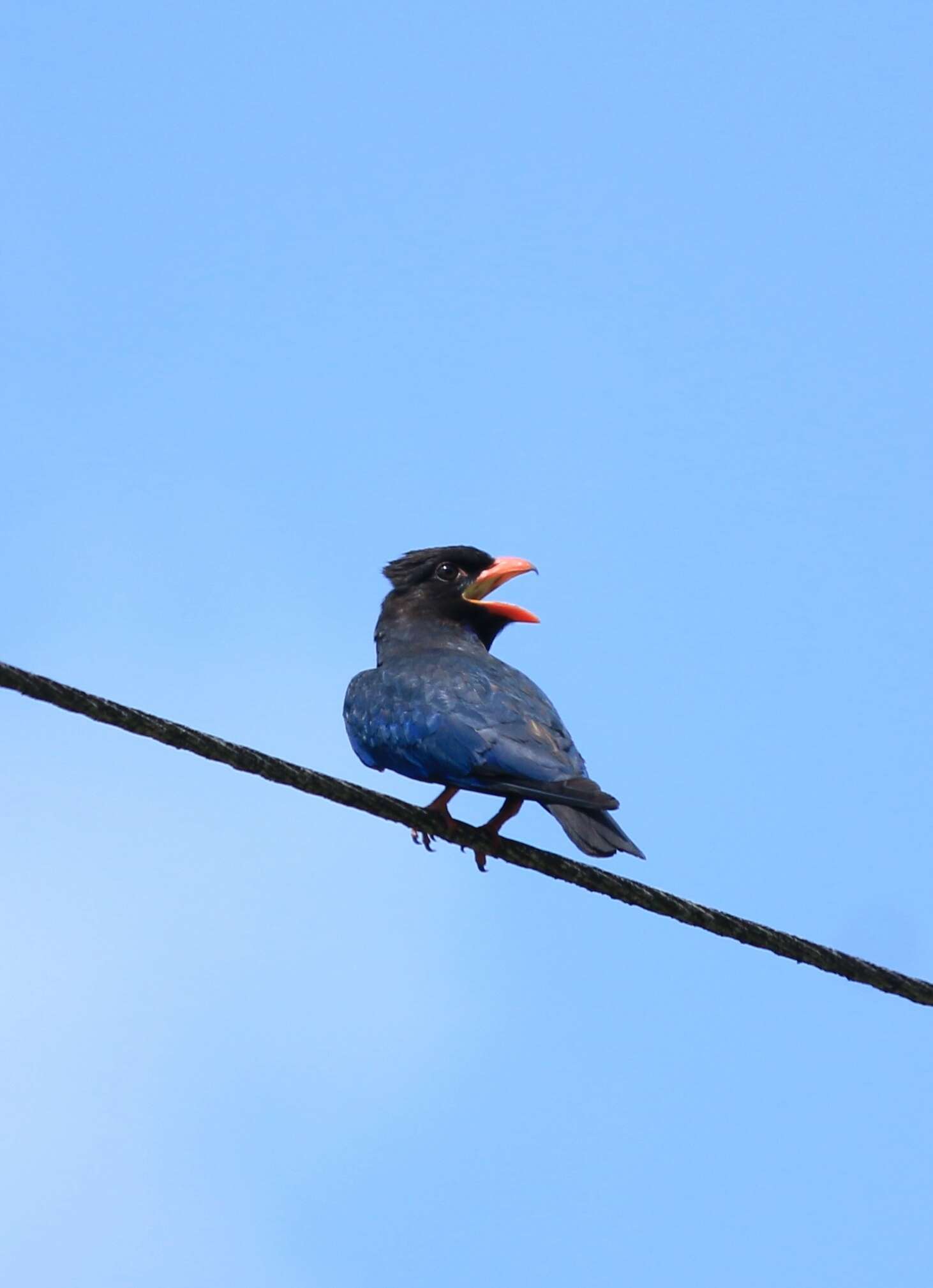 Image of Dollarbird