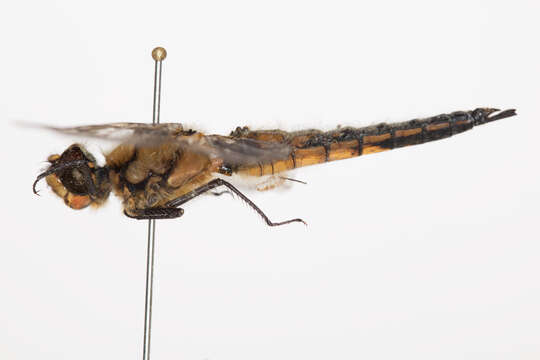 Image of Four-spotted Chaser