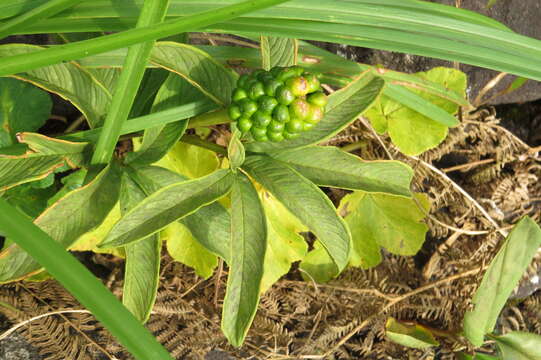 Image of arisaema