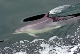 Image of Bottlenose Dolphin