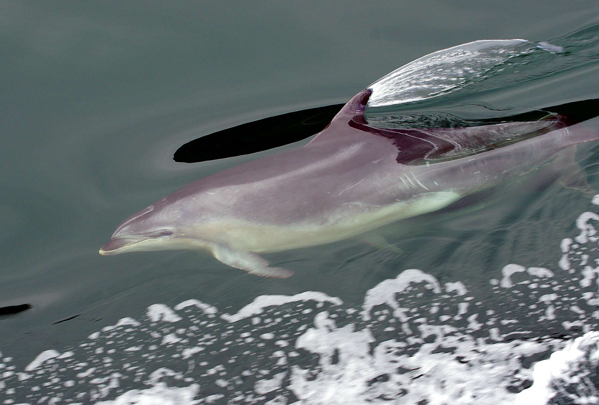 Imagem de Tursiops Gervais 1855