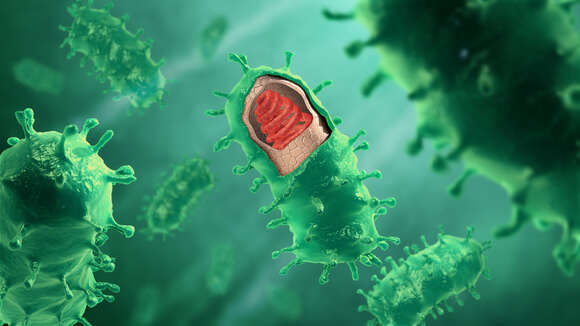 Image of Rabies virus