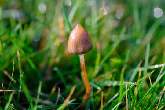 Plancia ëd Psilocybe semilanceata (Fr.) P. Kumm. 1871