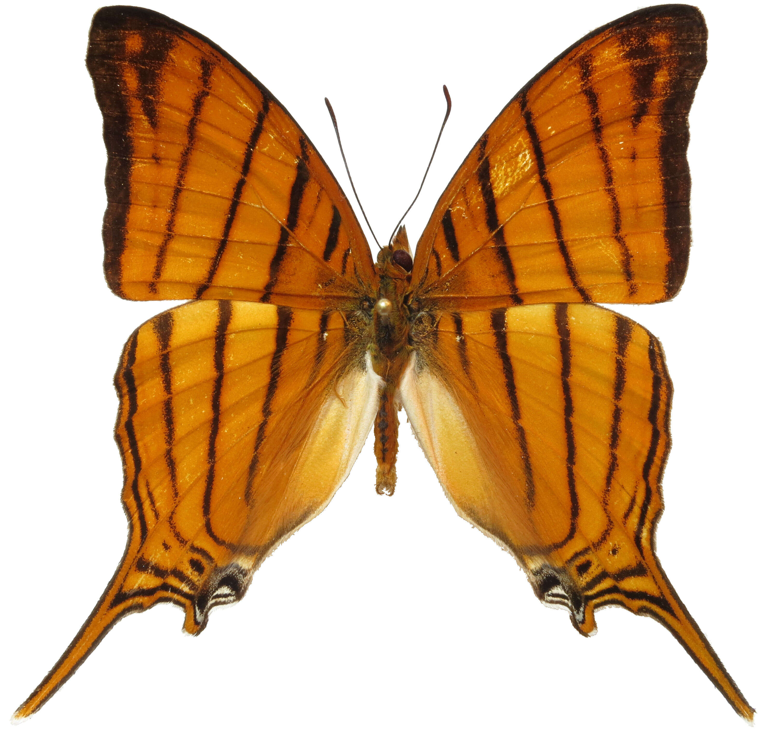Image of Marpesia berania Hewitson 1852