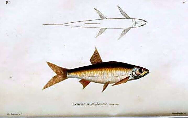 Image of Leptocypris