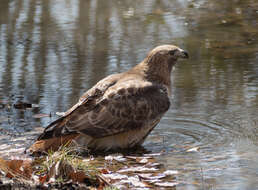 Image of Eastern Red-tailed Hawk