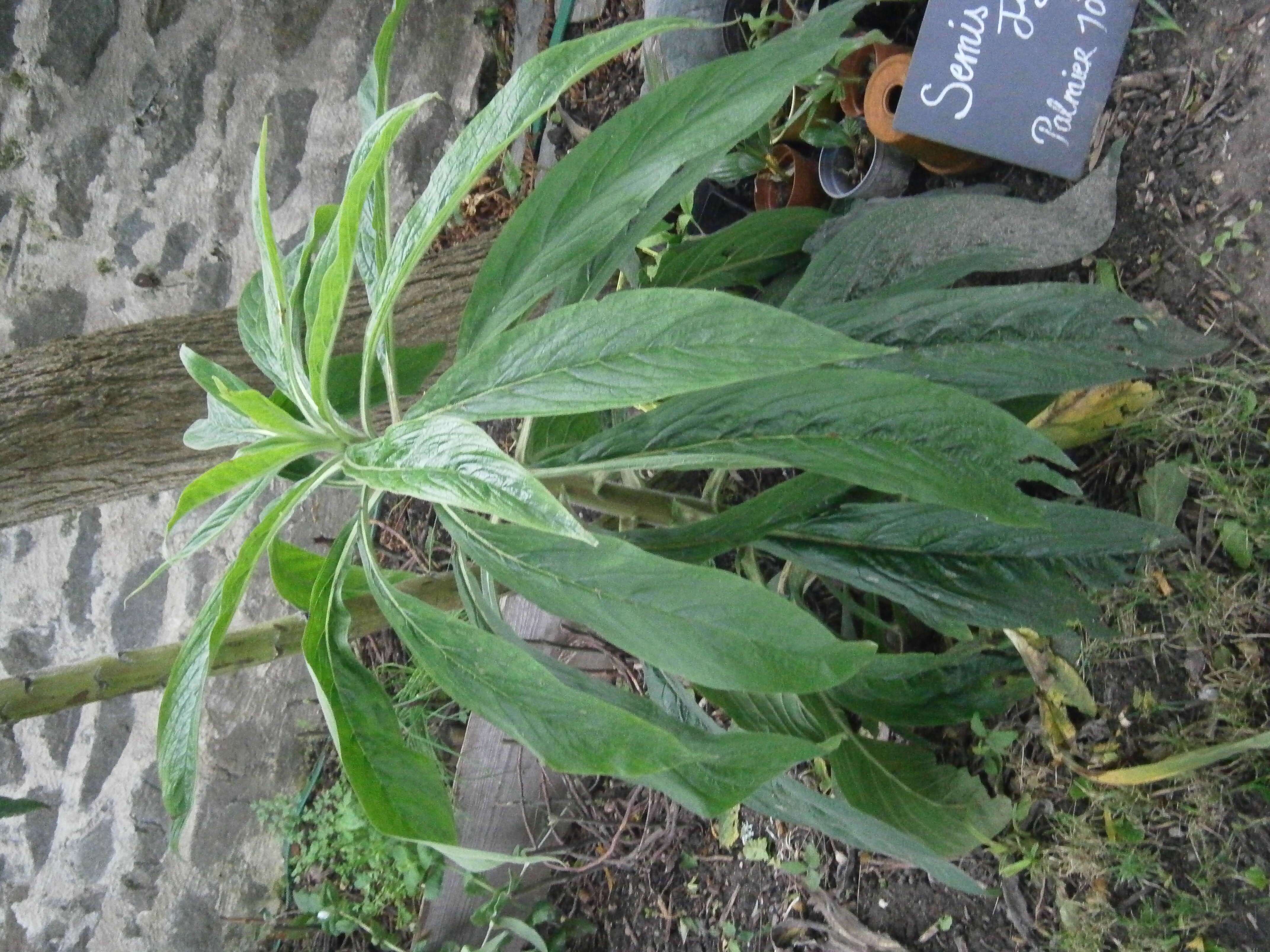 Imagem de Echium pininana Webb & Berth.