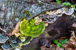 Image of Turkey Tail